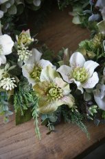 画像3: クリスマスローズのリース (3)